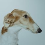 Borzoi: The Russian Wolfhound’s Elegance and Speed