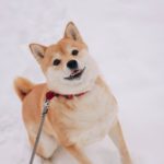 Shiba Inu: The Iconic Japanese Dog with a Bold Spirit