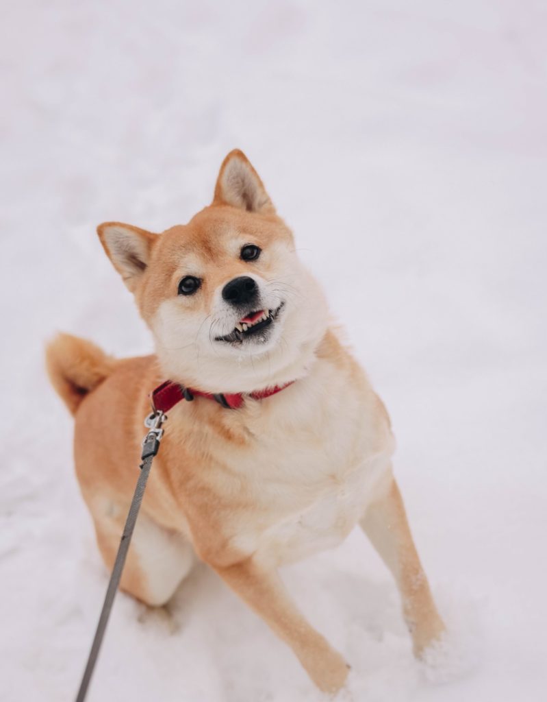 Shiba Inu: The Iconic Japanese Dog with a Bold Spirit