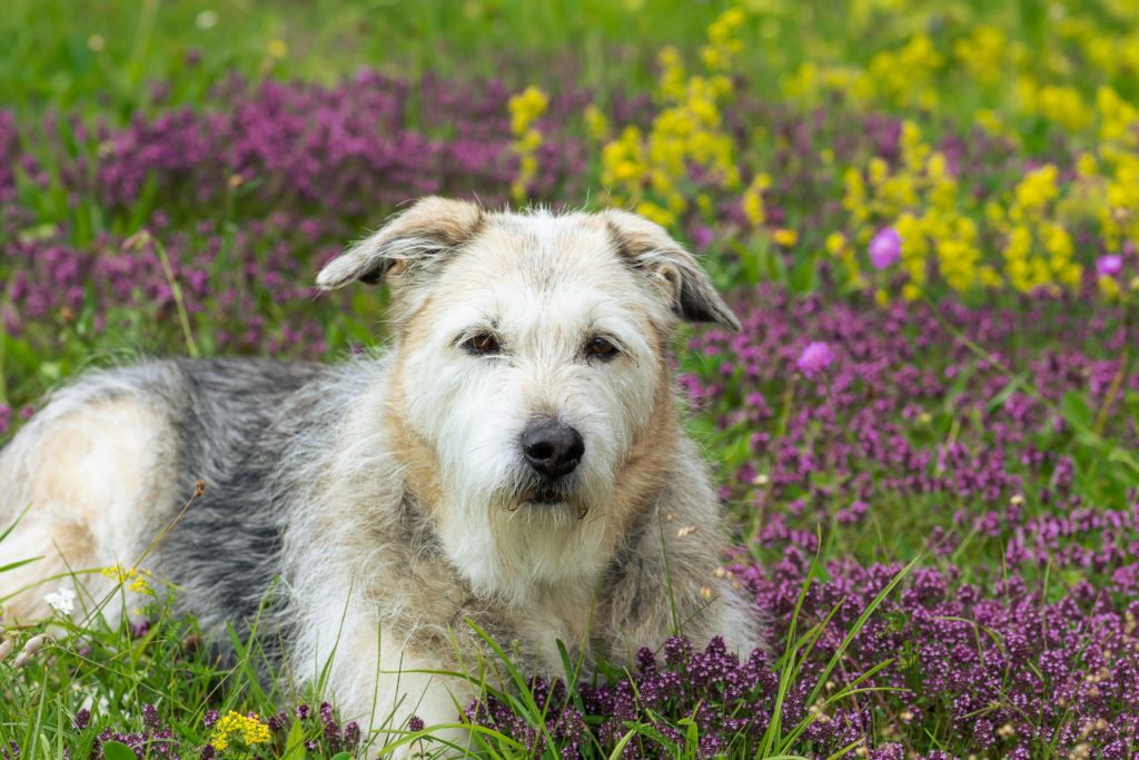 Glen of Imaal Terrier: Ireland’s Little Powerhouse