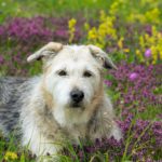 Glen of Imaal Terrier: Ireland’s Little Powerhouse