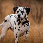 Dalmatian: The Spotted Sensation with a Historic Charm