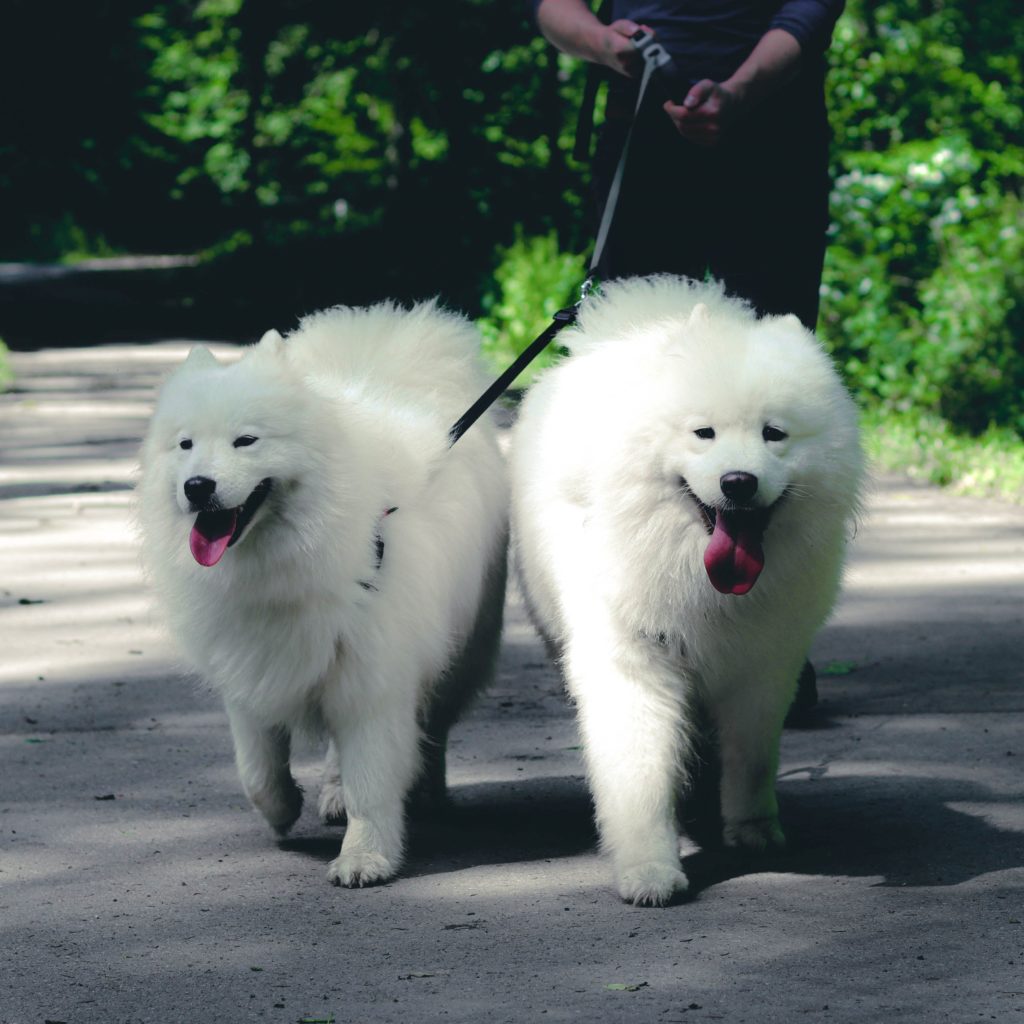 Samoyed: The Smiling Snow Dog – Discovering the Charm of this Arctic Breed