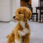 Toy Poodle: The Intelligent and Versatile Companion in a Petite Package