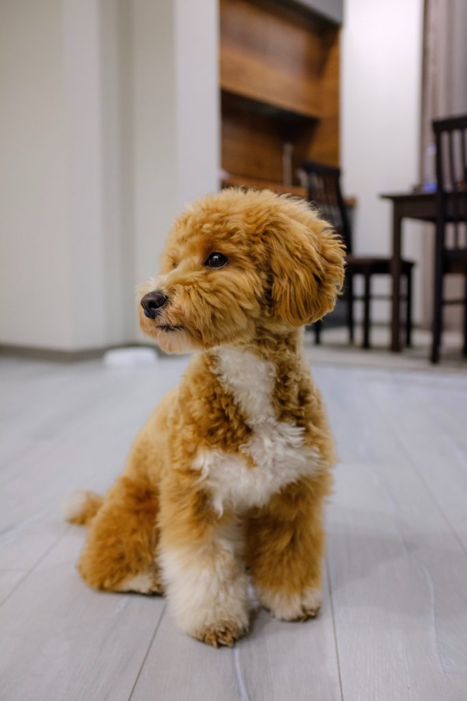 Toy Poodle: The Intelligent and Versatile Companion in a Petite Package